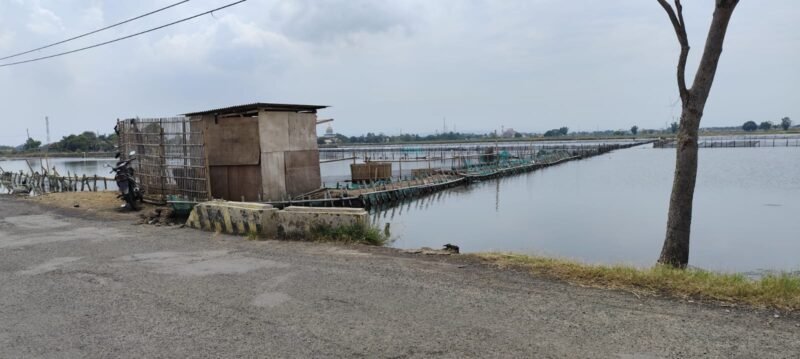 Deretan tambak di wilayah pesisir Kendal terlihat tergenang air pasang, menggambarkan dampak rob menahun yang dialami petambak setempat. (Istimewa/Wawasannews)