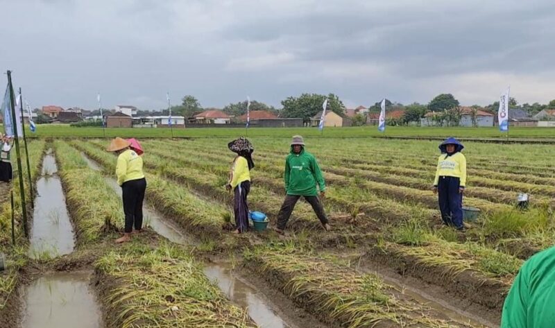 Petani bawang merah di Kabupaten Kendal memanen tanaman bawang di lahan pertanian usai harga bawang merah turun menjadi Rp25 ribu per kilogram. ( Istimewa_Wawasannews)