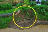 Kondisi tanggul Kali Bodri di RT 2 RW 3 Desa Lanji, Kecamatan Patebon, yang mengalami kerusakan dan dinilai rawan longsor sehingga mengancam permukiman warga. (Istimewa/Wawasannews)