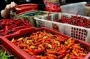 Arsip Foto - Komoditas cabai rawit merah, hijau, dan cabai merah keriting. (Istimewa/Wawasannews) 