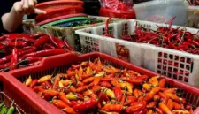Arsip Foto - Komoditas cabai rawit merah, hijau, dan cabai merah keriting. (Istimewa/Wawasannews) 