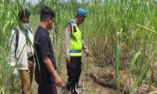 Kerangka Manusia Ditemukan di Lahan Tebu Ulujami, Polres Pemalang Lakukan Penyelidikan