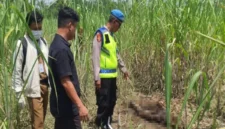 Polres Pemalang bersama warga akan melakukan proses evakuasi kerangka manusia tidak eridentitas yang ditemukan di lahan PTPN Ulujami, Permalang, Senin (30/3/2026). (Istimewa/Wawasannews)