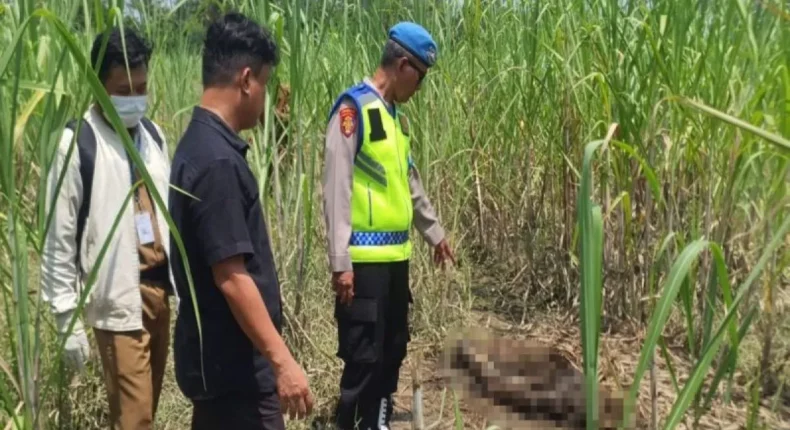 Kerangka Manusia Ditemukan di Lahan Tebu Ulujami, Polres Pemalang Lakukan Penyelidikan