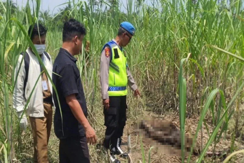 Polres Pemalang bersama warga akan melakukan proses evakuasi kerangka manusia tidak eridentitas yang ditemukan di lahan PTPN Ulujami, Permalang, Senin (30/3/2026). (Istimewa/Wawasannews)