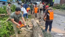 Sejumlah personel gabungan melakukan evakuasi pohon tumbang akibat tiupan angin kencang di Kecamatan Undaan, Kabupaten Kudus, Jawa Tengah, Senin (30/3/2026). (Istimewa/Wawasannews)