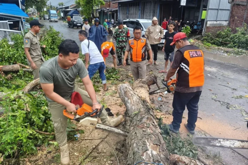Sejumlah personel gabungan melakukan evakuasi pohon tumbang akibat tiupan angin kencang di Kecamatan Undaan, Kabupaten Kudus, Jawa Tengah, Senin (30/3/2026).  (Istimewa/Wawasannews)