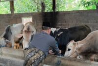Seorang pedagang memeriksa kondisi sapi qurban di kandangnya di wilayah Kendal jelang Idul Adha 2026. Foto : Wawasannews.com