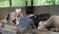 Seorang pedagang memeriksa kondisi sapi qurban di kandangnya di wilayah Kendal jelang Idul Adha 2026. Foto : Wawasannews.com