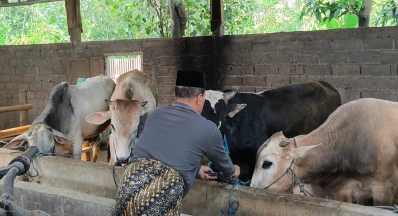 Dampak PMK, Stok Sapi Qurban di Kendal Menipis, Harga Tembus Rp30 Juta