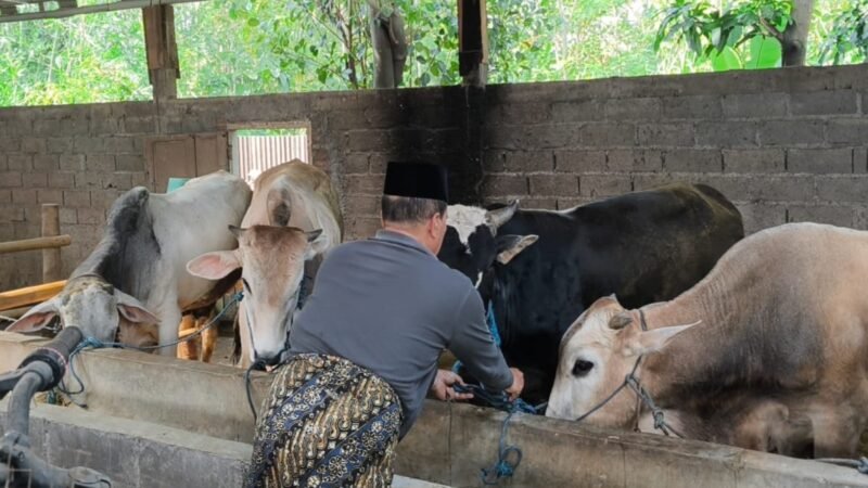 Seorang pedagang memeriksa kondisi sapi qurban di kandangnya di wilayah Kendal jelang Idul Adha 2026. Foto : Wawasannews.com