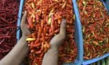 Harga Pangan Nasional Masih Membara, Cabai Rawit Tembus Rp74 Ribu per Kg