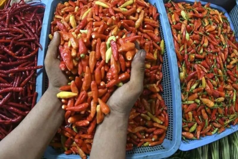 Arsip foto - Pedagang mengambil cabai rawit merah untuk ditimbang di Pasar Senen, Jakarta. (Istimewa/Wawasannews).
