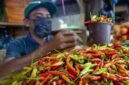 Iluatrasi - Seorang pedagang menyortir cabai rawit di salah satu tempat penjualan cabai. (Istimewa/Wawasannews)