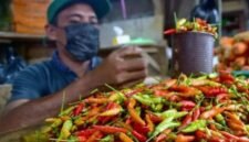 Iluatrasi - Seorang pedagang menyortir cabai rawit di salah satu tempat penjualan cabai. (Istimewa/Wawasannews)