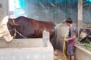 Seorang peternak memandikan sapi jumbo bernama Gemoy di kandang milik Nur Khozin di Desa Margosari, Kecamatan Patebon, Kabupaten Kendal, Rabu (13/5/2026). (Istimewa/Wawasannews).