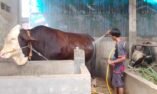 Dari Kandang Desa ke Istana, Sapi Jumbo Asal Kendal Jadi Kurban Presiden Prabowo