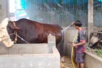 Seorang peternak memandikan sapi jumbo bernama Gemoy di kandang milik Nur Khozin di Desa Margosari, Kecamatan Patebon, Kabupaten Kendal, Rabu (13/5/2026). (Istimewa/Wawasannews).