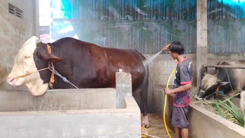 Seorang peternak memandikan sapi jumbo bernama Gemoy di kandang milik Nur Khozin di Desa Margosari, Kecamatan Patebon, Kabupaten Kendal, Rabu (13/5/2026). (Istimewa/Wawasannews).